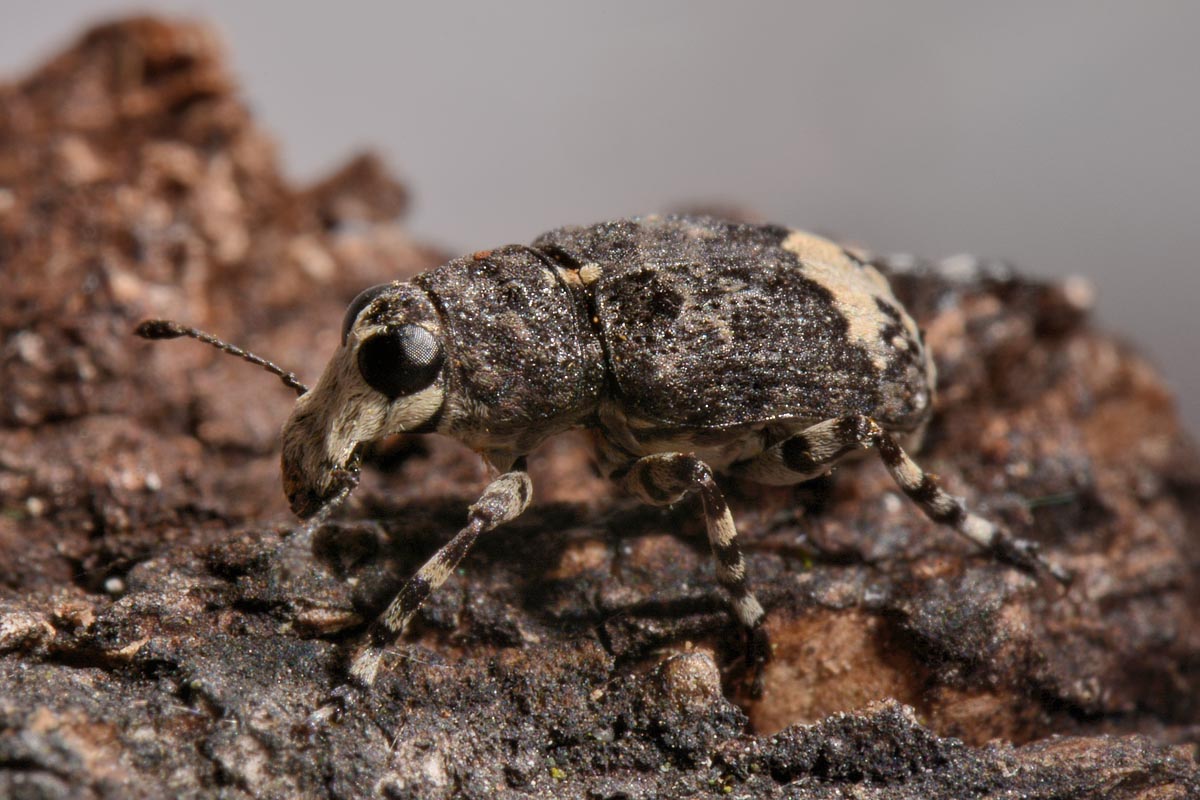 Anthribidae: Tropideres albirostris?  Sì !